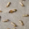 Worker termites on a pale concrete surface